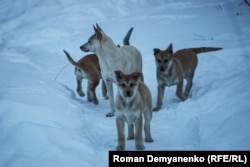 Бродячие собаки в Воронеже