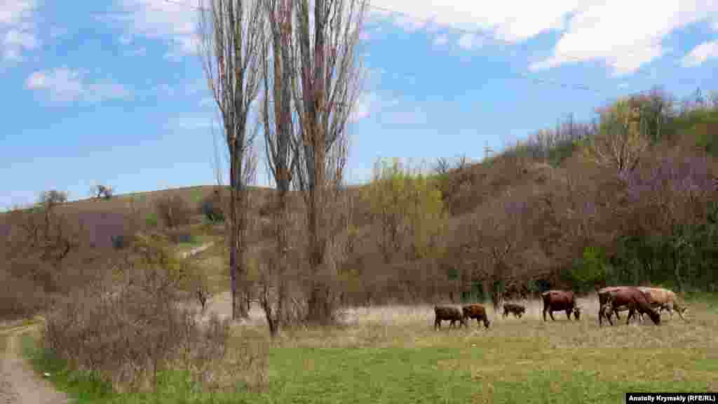 Корови на ранковому випасі біля річки