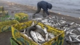 GRAB - What’s Behind The Mystery Of Iran's Fishing Boom?