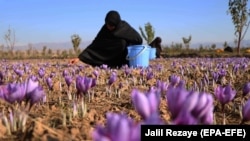 AFGHANISTAN -- Afghan women harvest saffron flowers in Herat, November 5, 2019