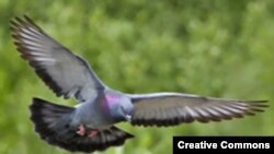 Летящий голубь. <a href = "http://en.wikipedia.org/wiki/Image:Rock_dove_-_natures_pics.jpg" target=_blank>Wikipedia. Creative Commons.</a>