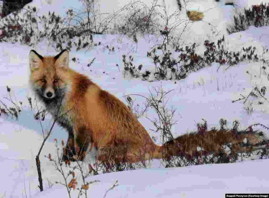 Wildlife Photos Siberia